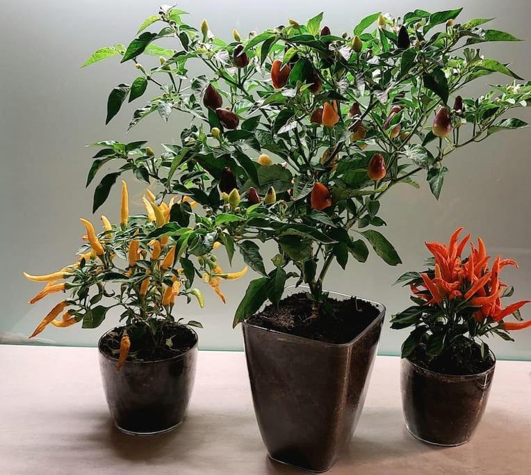Spicy Studio In Art Nouveau District, Culture Trip 里加 外观 照片